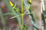 Yellow meadowbeauty